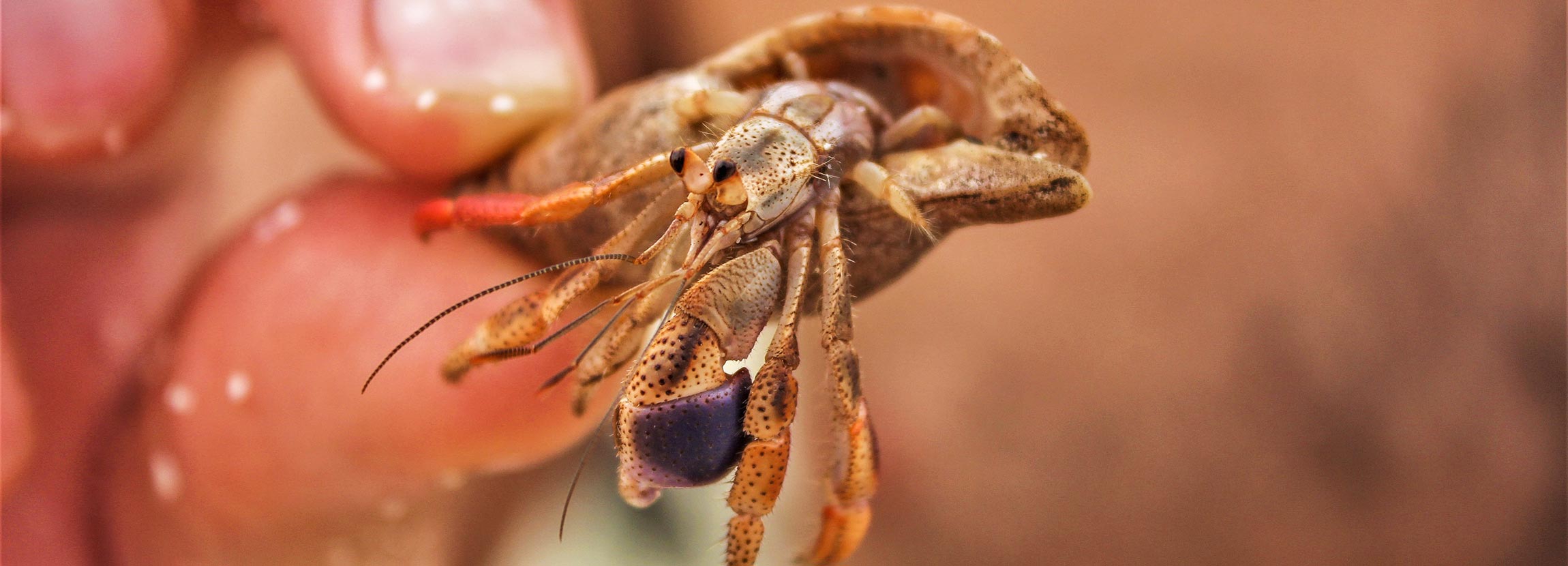 paguro-cosa-vedere-san-blas