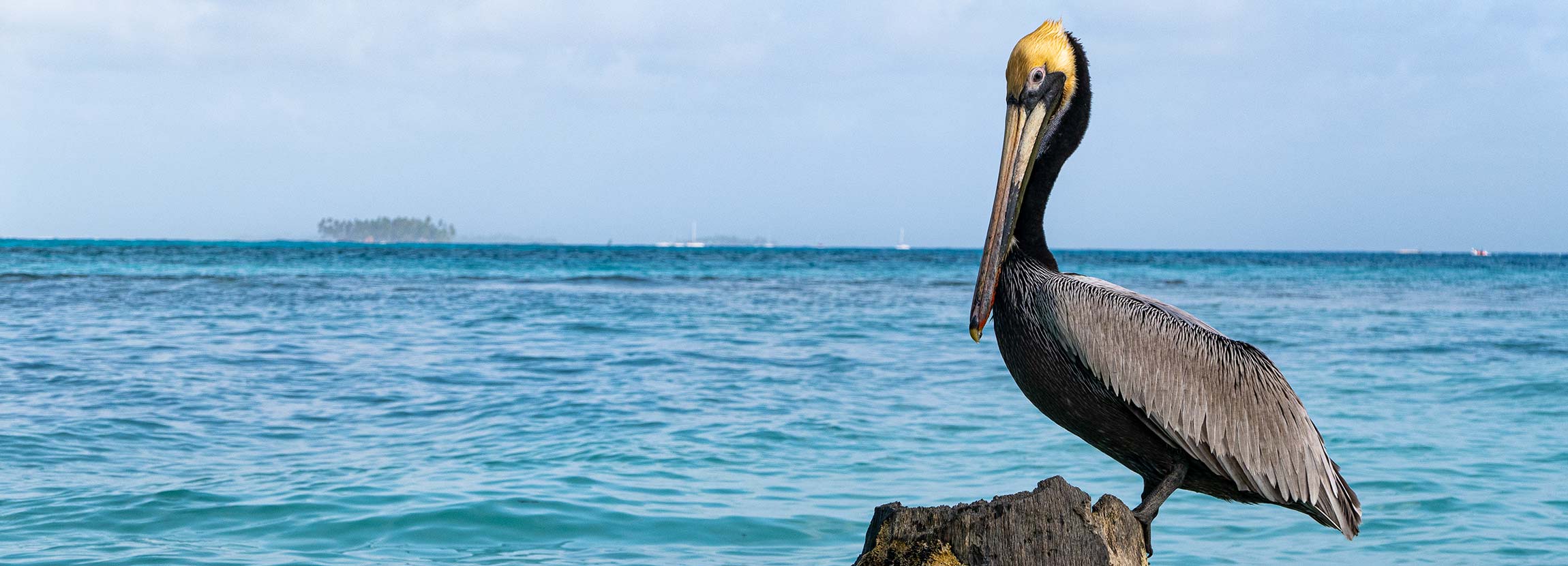 pellicano-cosa-vedere-san-blas